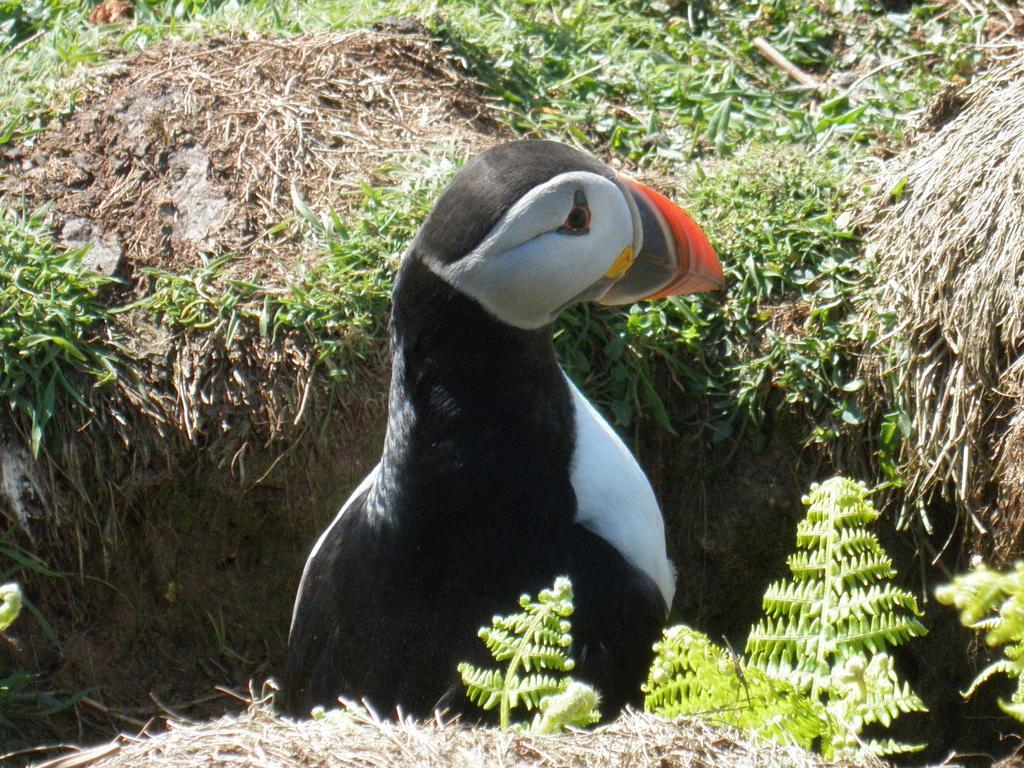 Fern Villa B&B Fishguard Dış mekan fotoğraf